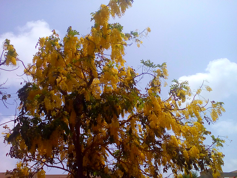 golden shower tree 2.jpg
