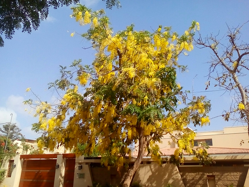 golden shower tree.jpg