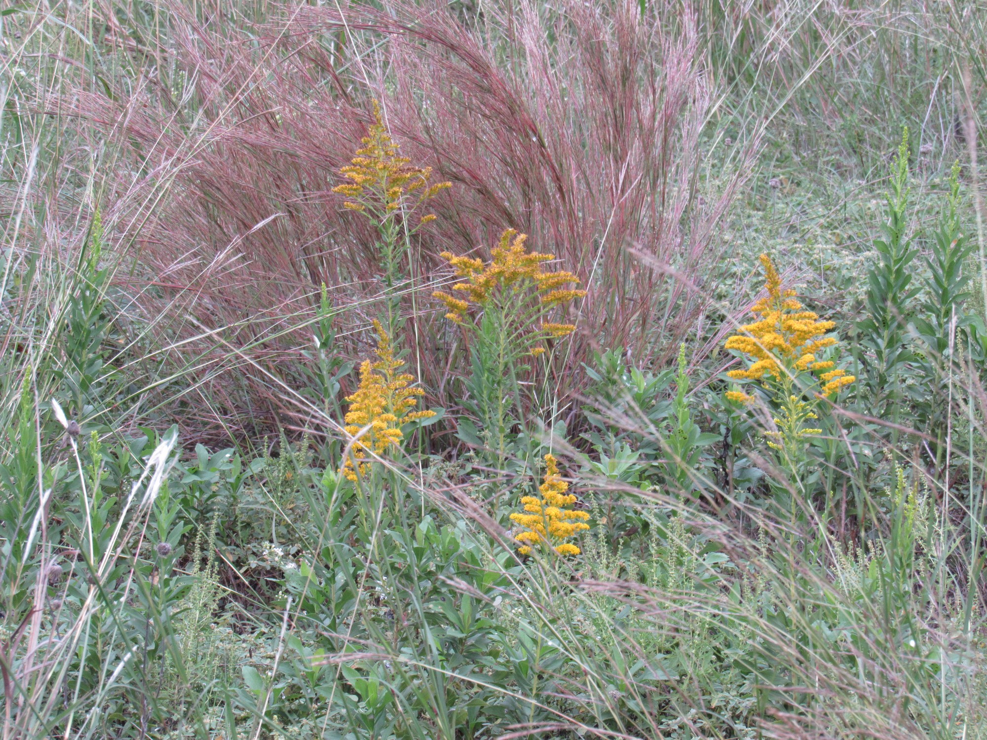 goldenrod.jpg