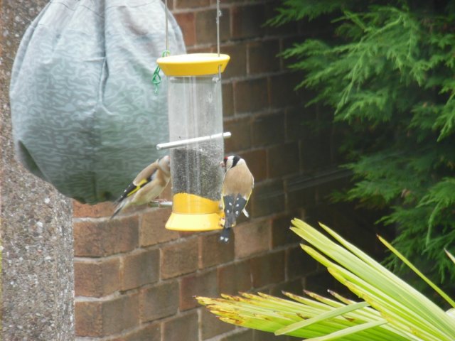 goldfinch.jpg