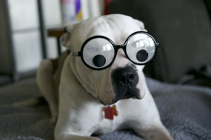 googly-dog.jpg