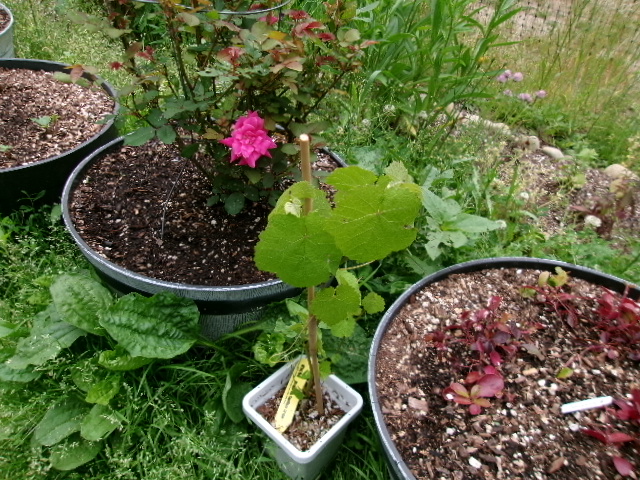 grapevine with leaves.JPG
