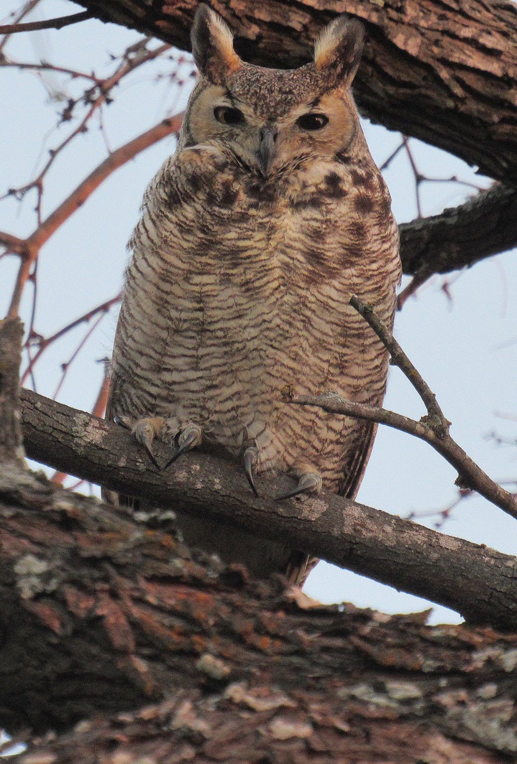 Great Horned Owl 10.jpg