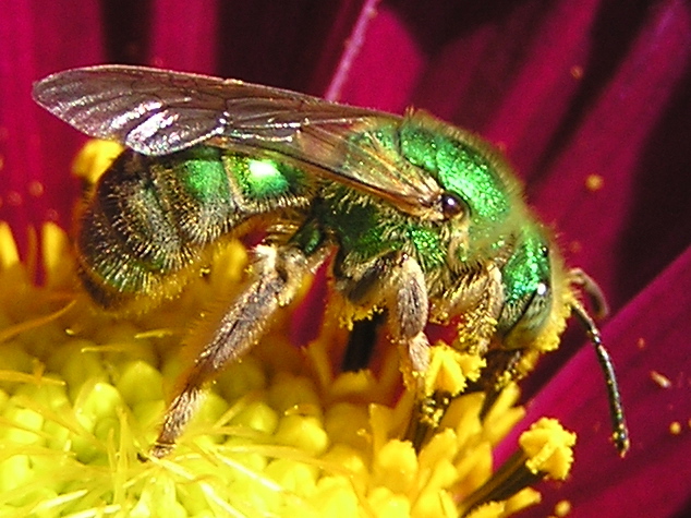 green bee.jpg