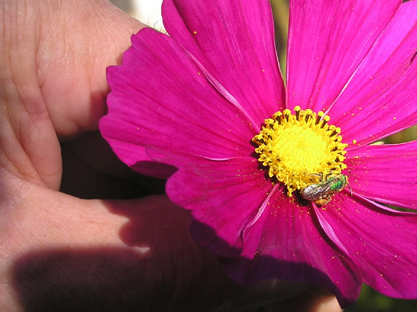 green bee.jpg