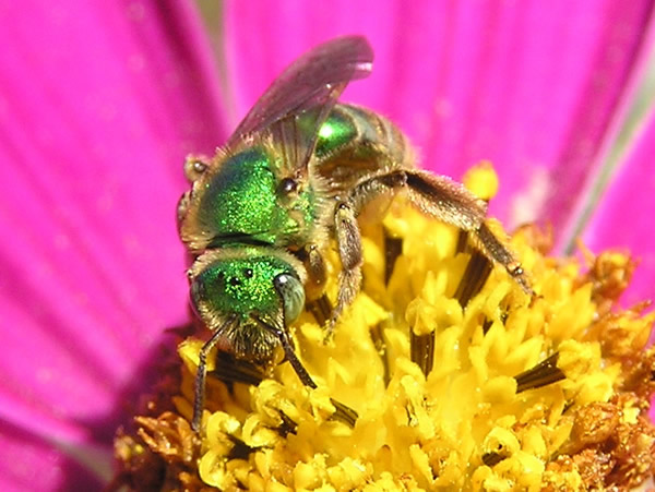 green bee1.jpg