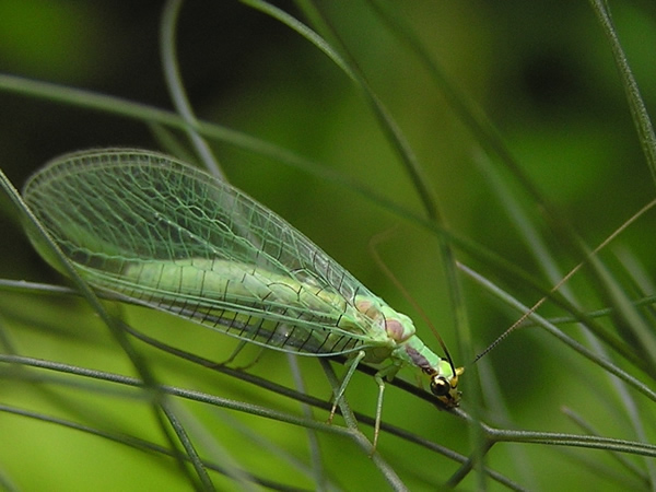 Green lacewing.jpg
