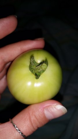 green tomato.jpg
