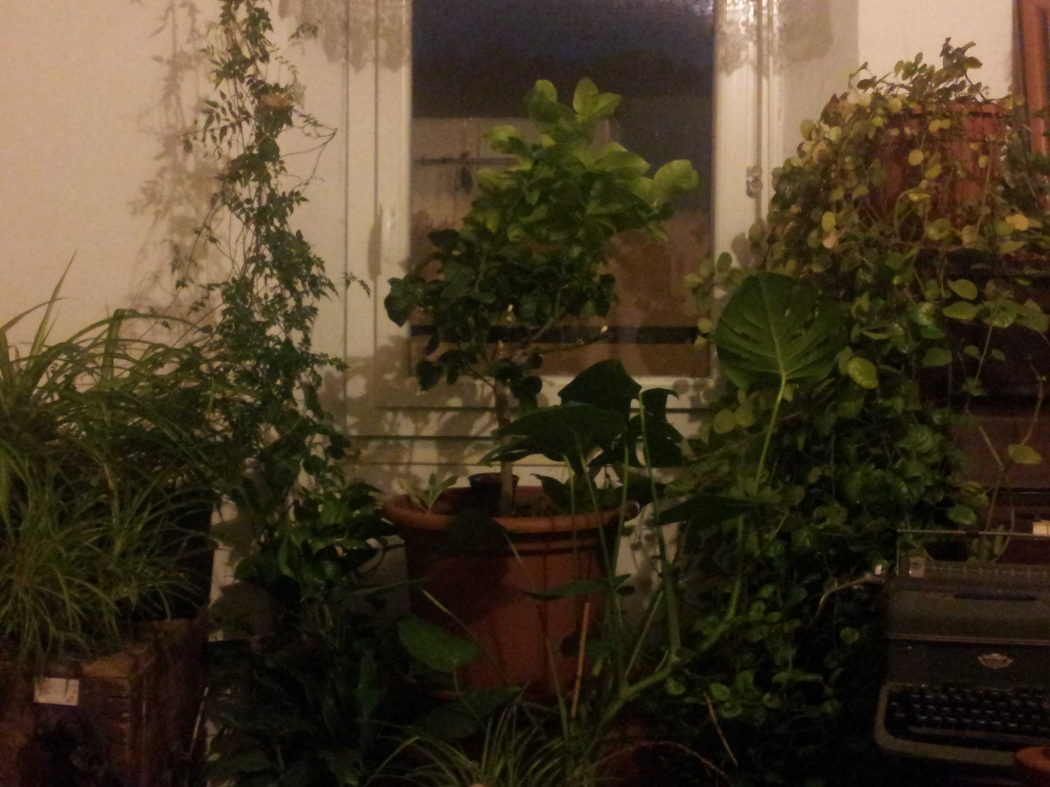 greenery.jpg