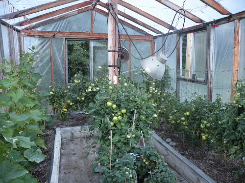 Greenhouse Aug 12 (3).JPG