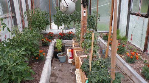 greenhouse.JPG