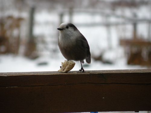 Grey Jay.jpg