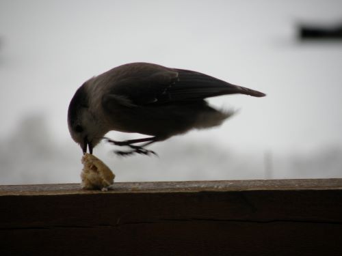 Grey Jay pouce...no tail.jpg
