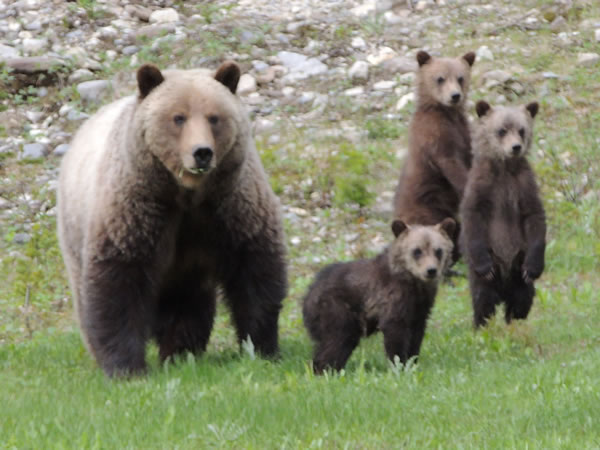 grizzlies[1].jpg