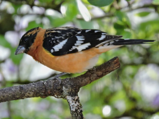 grosbeak 2nd (1).JPG
