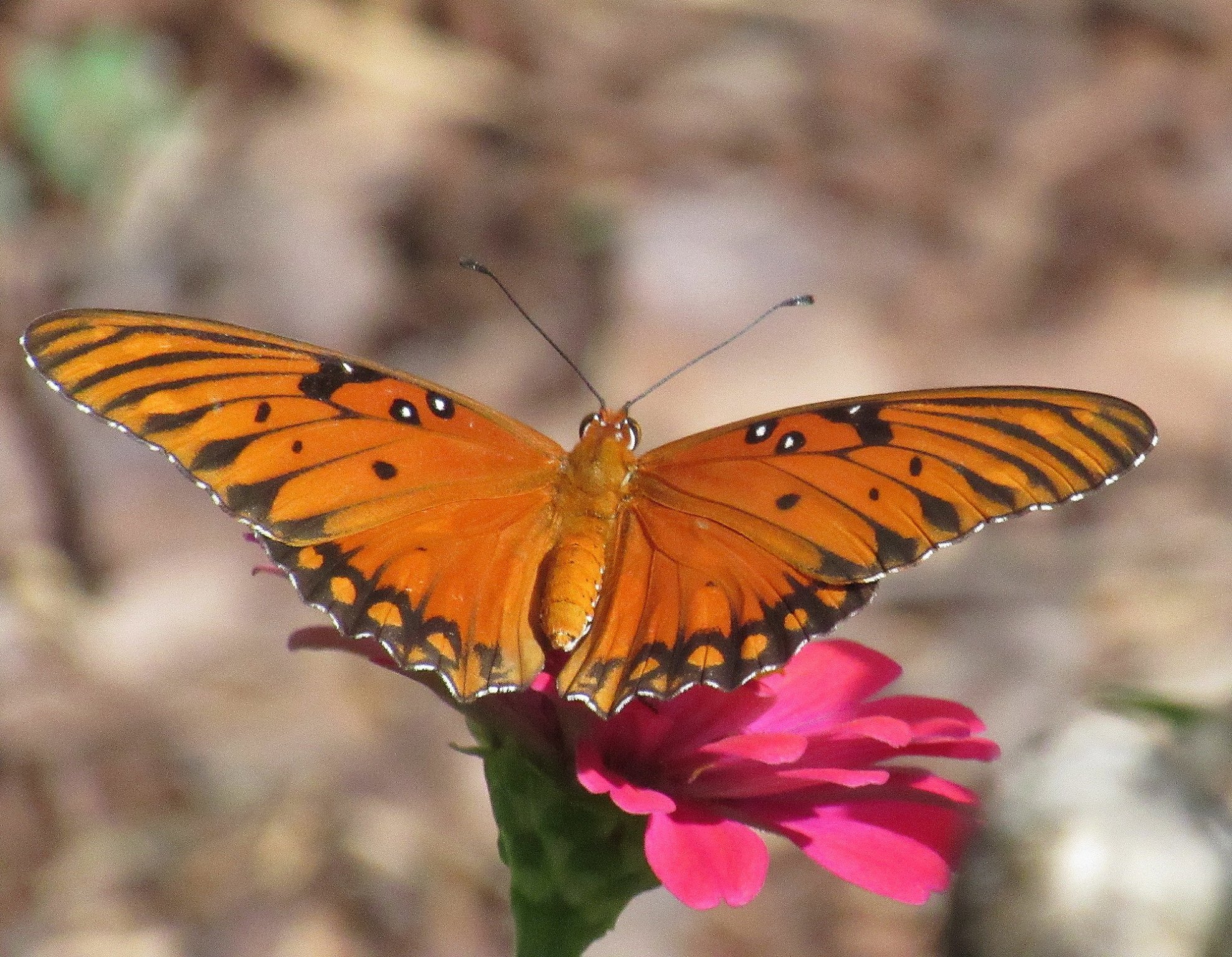 Gulf Fritillary a.jpg