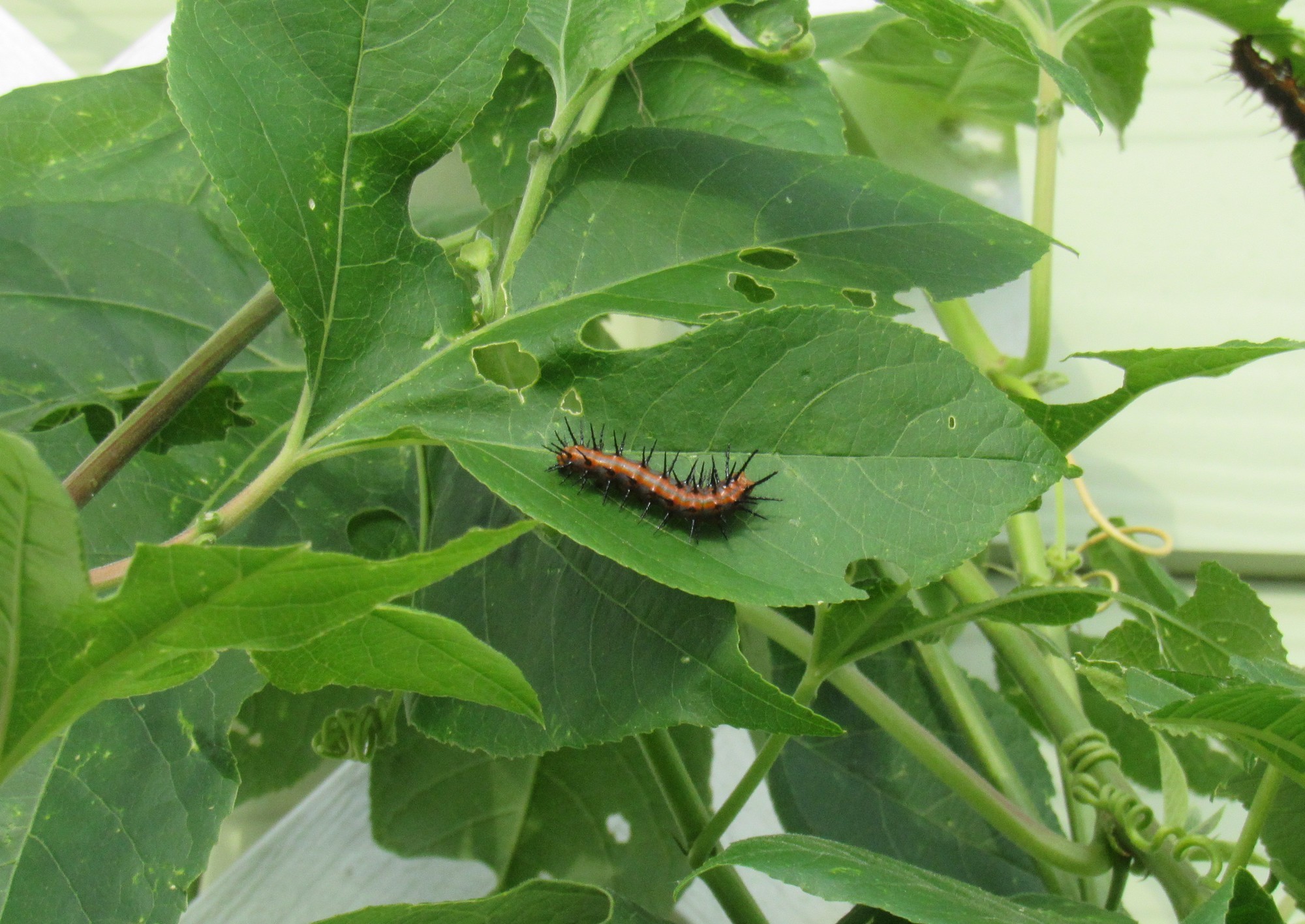Gulf Fritillary instar b.jpg