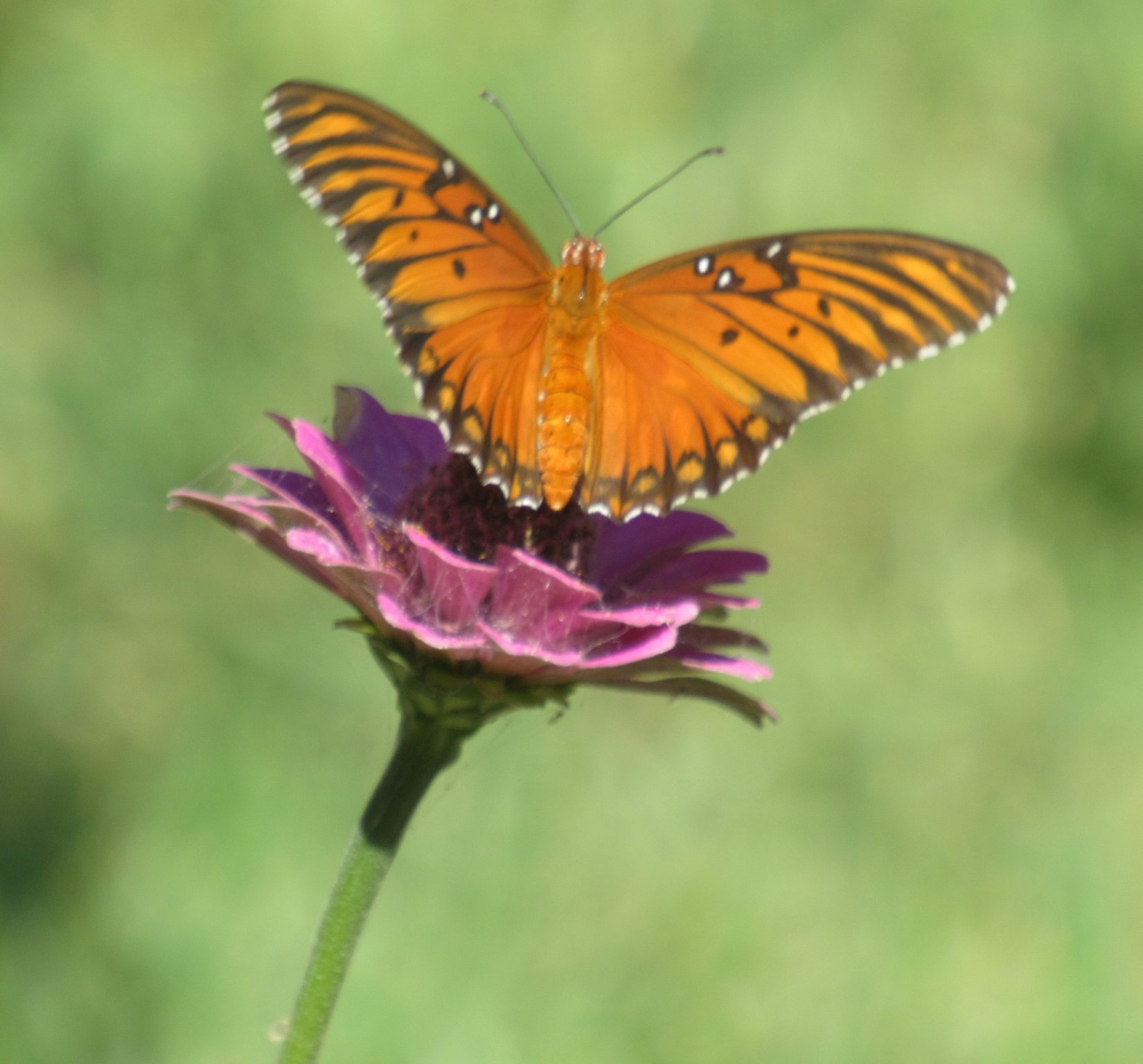 Gulf Fritillary on zinnia.jpg