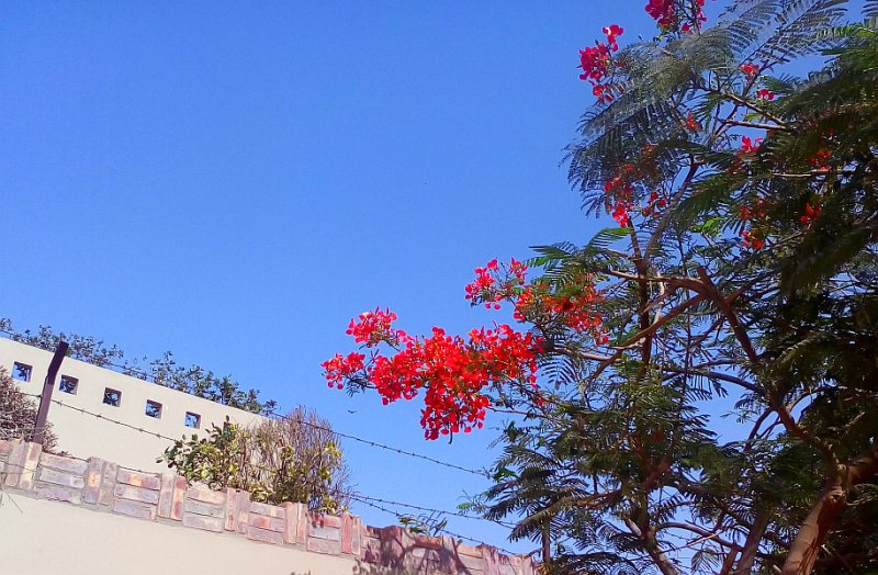 Gulmohar 1.jpg