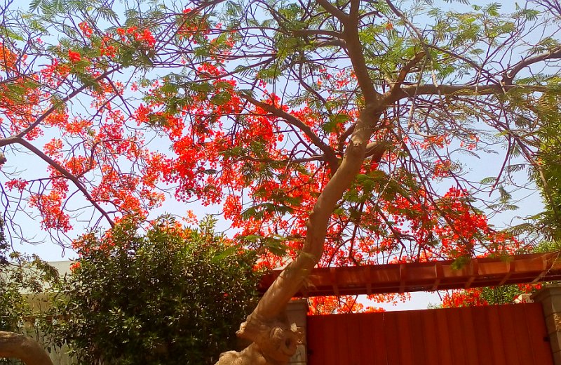 Gulmohar 2.jpg