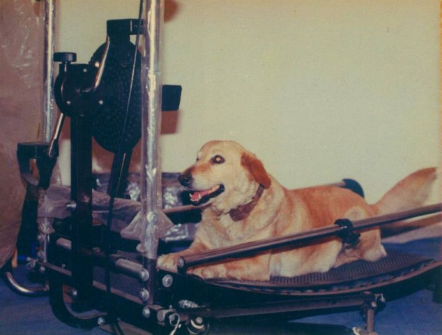 Gypsy on the treadmil.jpg