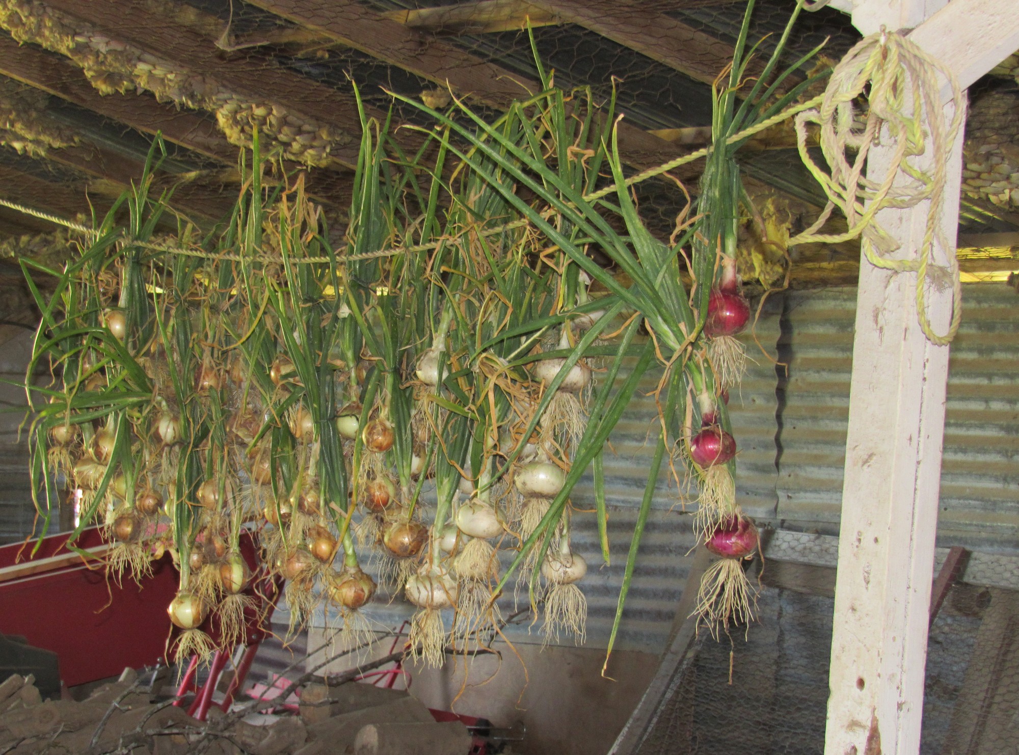 hanging onions--first harvest.jpg