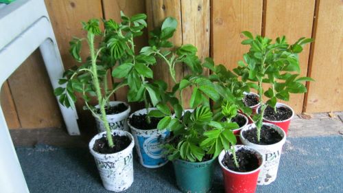 Hansa rose cuttings.JPG