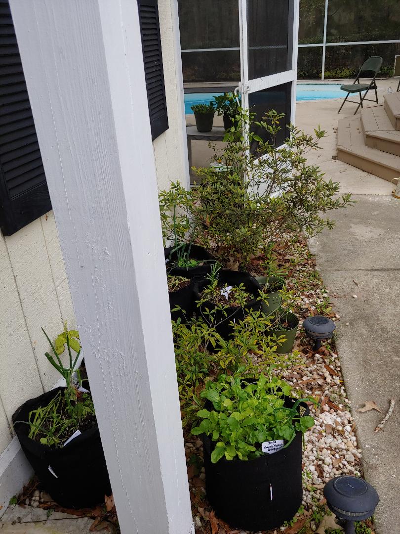 Happy Plants.jpg