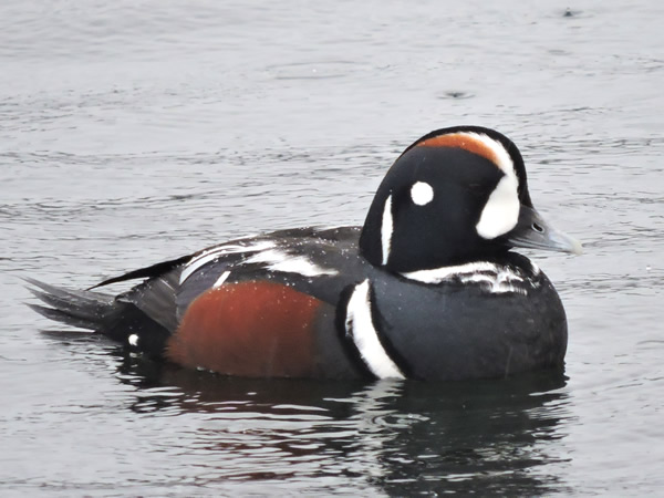 harlequin duck.jpg