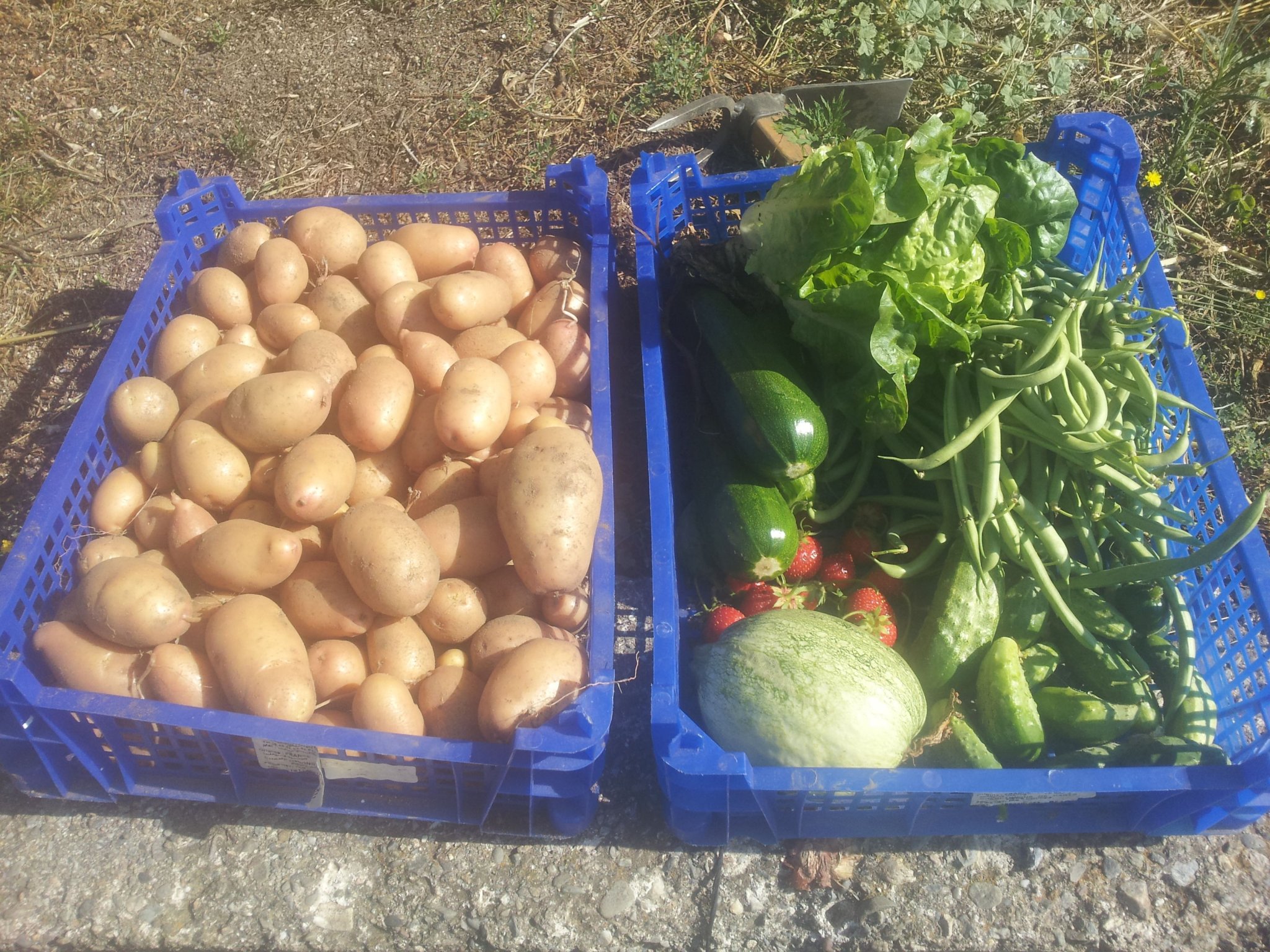 harvest.jpg