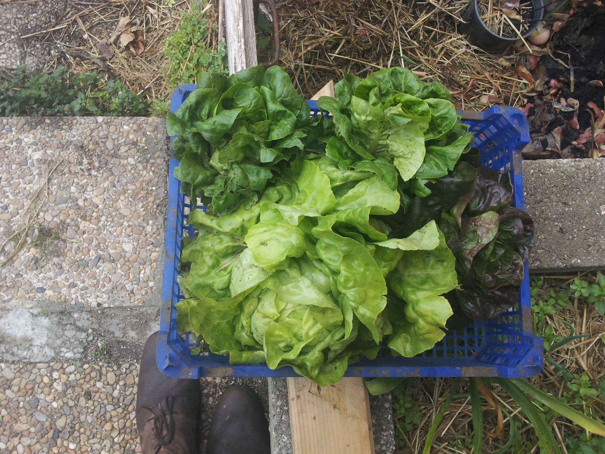 harvest.jpg