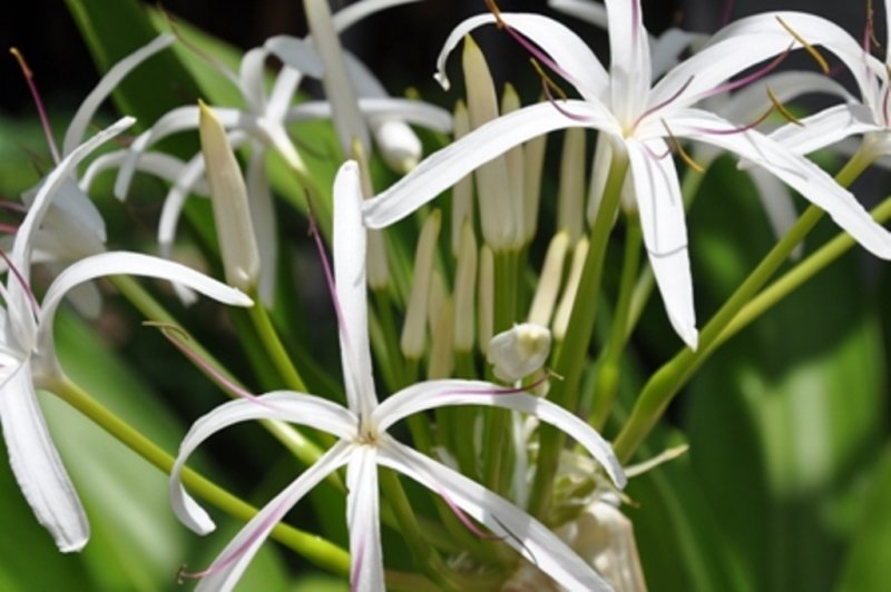 Hawaii 2011 030.JPG