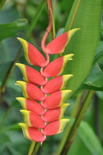 Hawaii 2011 213CCCC.JPG