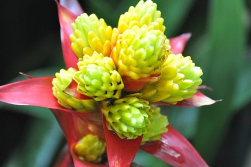 Hawaii 2011 229CCCC.JPG