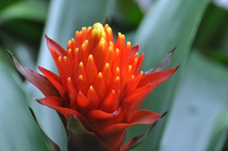 Hawaii 2011 231CCCC.JPG