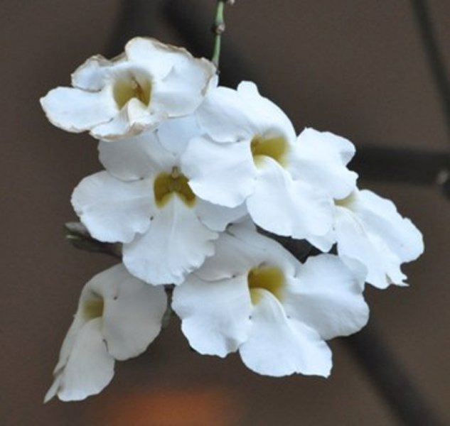 Hawaii 2011 268.JPG