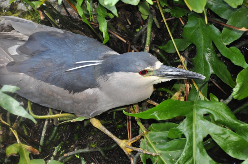 Hawaii 2011 679.JPG