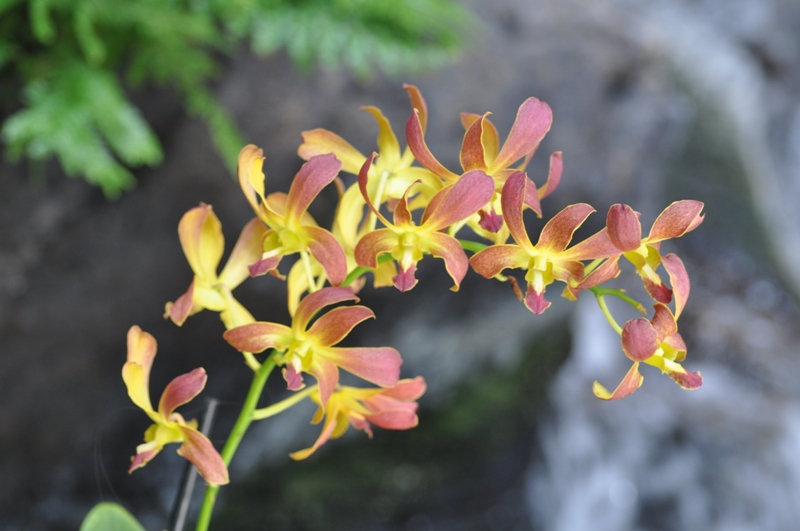 Hawaii 2011 876.JPG