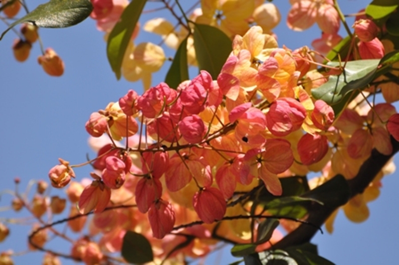 Hawaii 2011 907.JPG