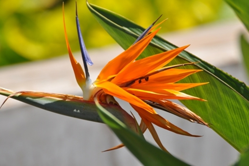 Hawaii 2011 912CCCC.JPG