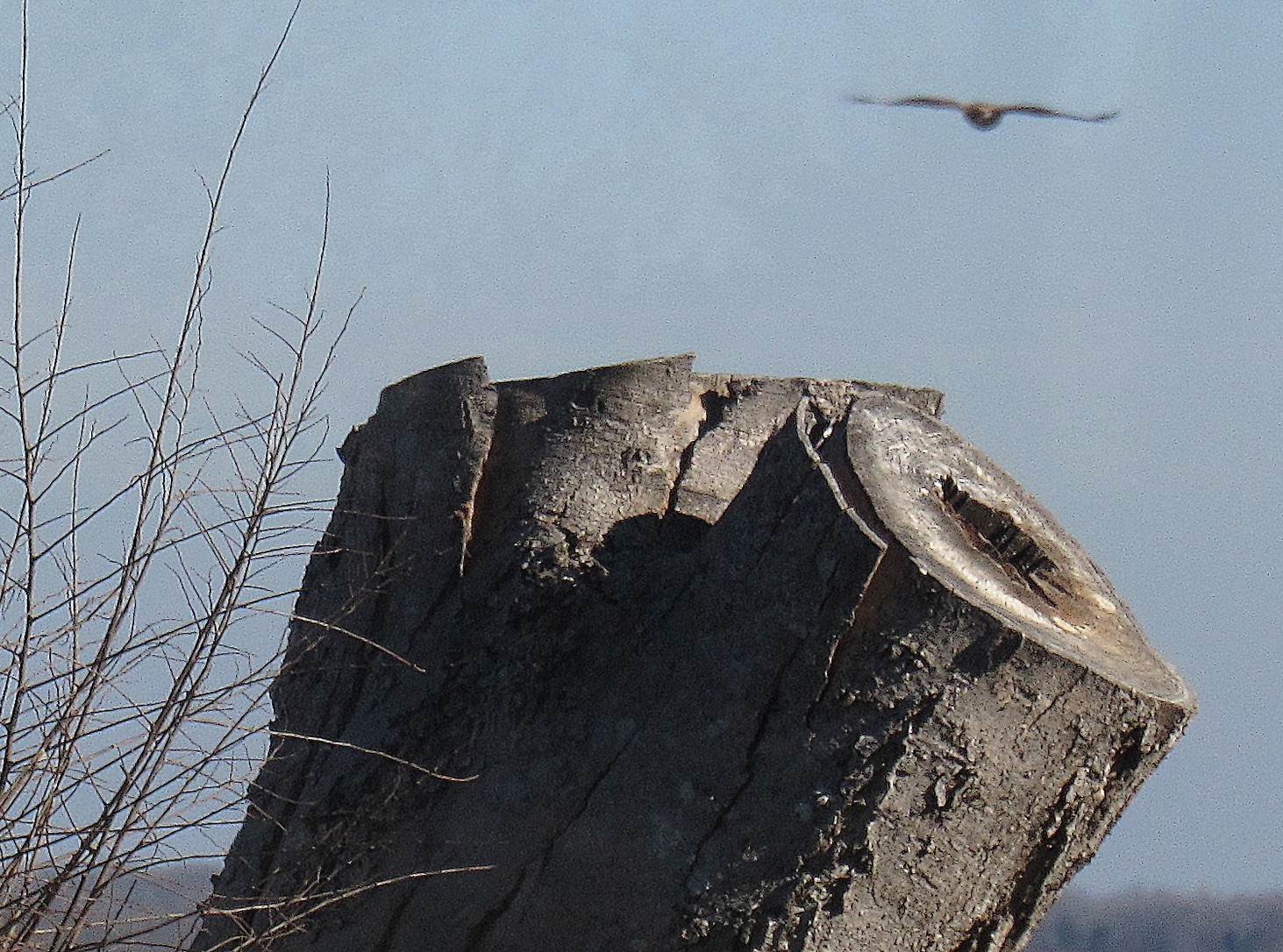 Hawk Flight.jpg