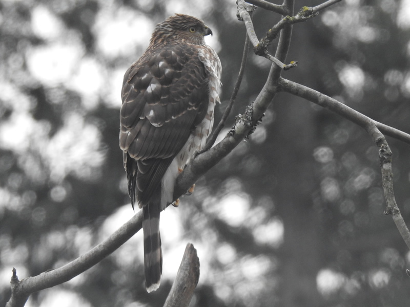 hawk.jpg