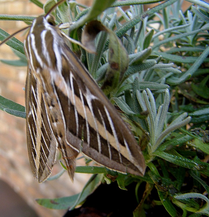 Hawk Moth.JPG