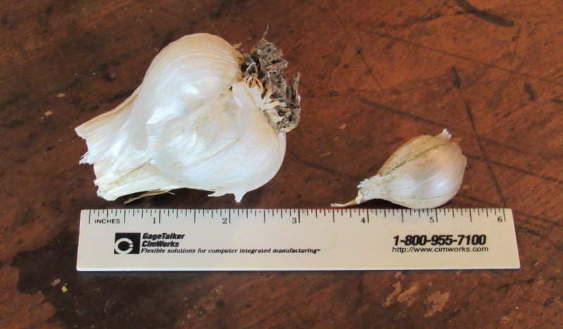 HBG garlic.jpg