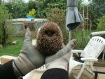 hedgehog.jpg