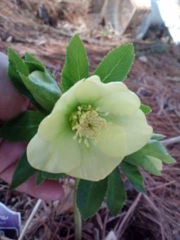 hellebore.jpg