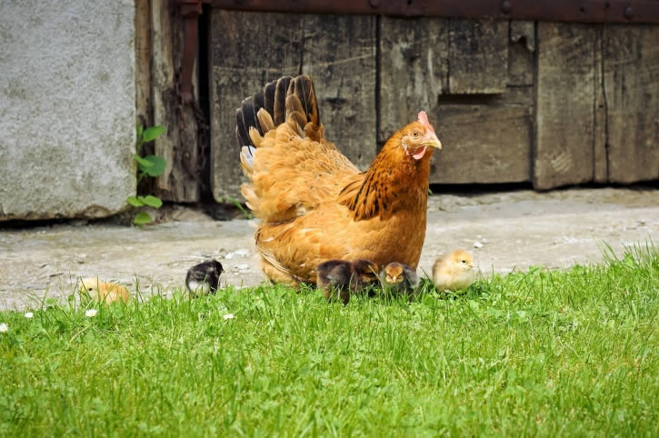 hen.jpg