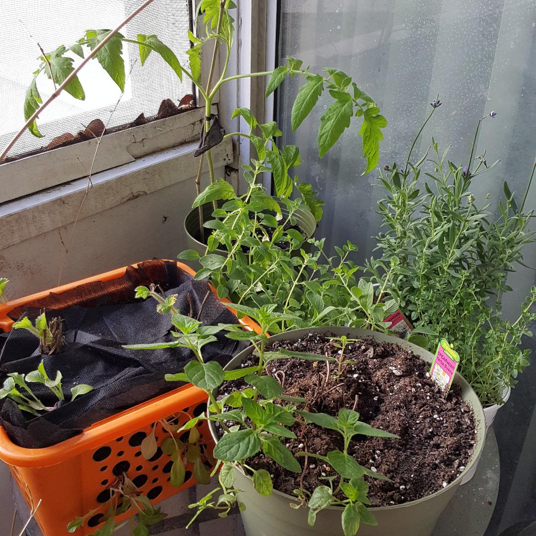 Herb Garden.jpg