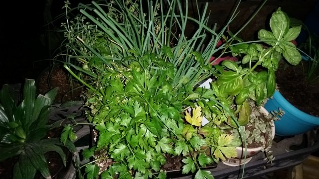Herbs.jpg