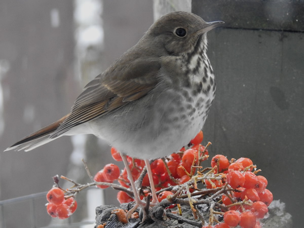 Hermit Thrush.jpg
